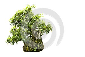 Bonsai tree isolated on white