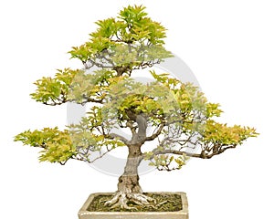 Bonsai Tree isolated on white