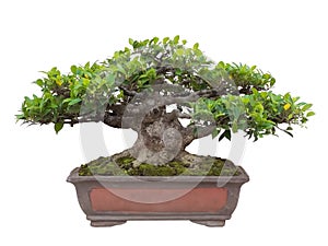 Bonsai tree isolated on white