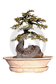 Bonsai tree Isolated on white background