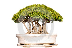 Bonsai tree Isolated on white background