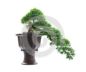 Bonsai tree isolated on white background with clipping path