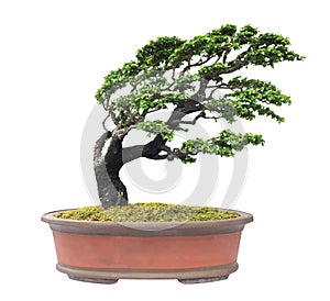 Bonsai tree isolated on white background with clipping path