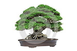 Bonsai tree isolated on white background with clipping path