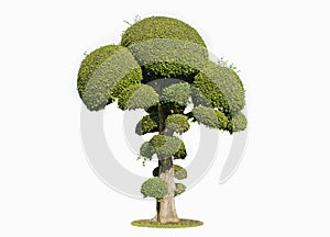 Bonsai tree isolated on white background. Its shrub is grown in