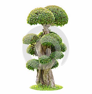 Bonsai tree isolated on white background. Its shrub is grown in