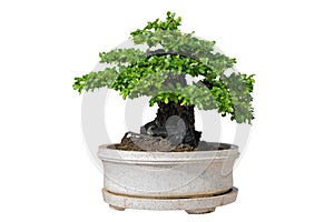 Bonsai tree isolated on white background. Its shrub is grown in