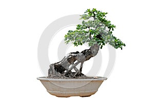 Bonsai tree isolated on white background. Its shrub is grown in