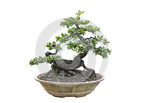 Bonsai tree isolated on white background. Its shrub is grown in a pot or ornamental tree in the garden