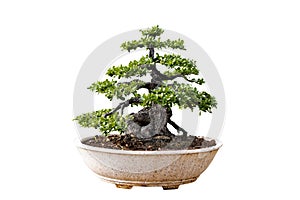 Bonsai tree isolated on white background. Its shrub is grown in a pot or ornamental tree in the garden