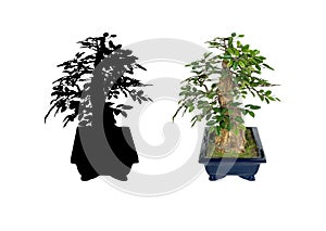 Bonsai tree isolated on a white background. The Japanese art