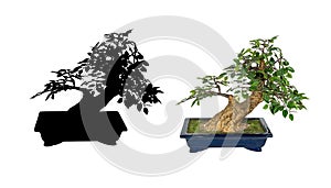 Bonsai tree isolated on a white background. The Japanese art