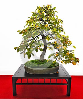 Bonsai tree isolated on white, common hornbeam