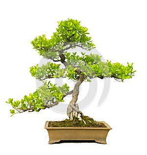 Bonsai Tree photo