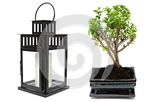 Bonsai tree and japanese candle lamp