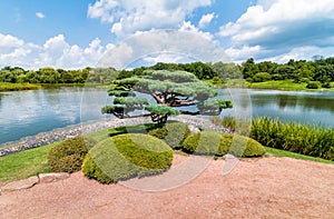 Bonsai tree in the japanese garden of Chicago Botanic Garden