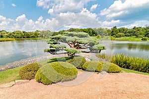 Bonsai tree in the Japanese Island at Chicago Botanic Garden