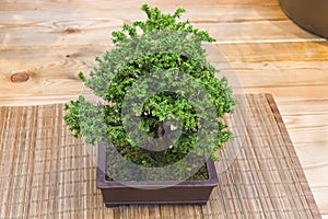Bonsai tree - Japanese sugi pine