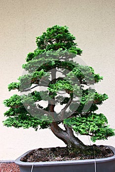 Bonsai tree at Jardin Botanique