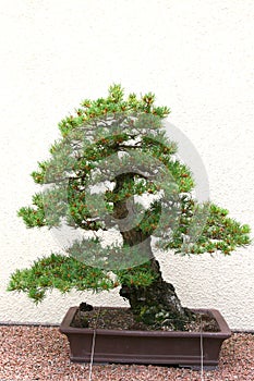 Bonsai tree at Jardin Botanique photo