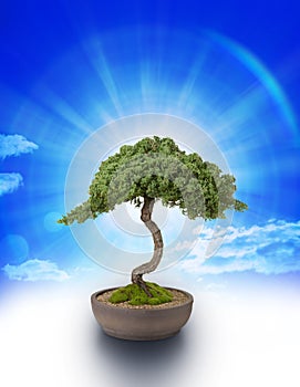 Bonsai Tree Knowledge Sky