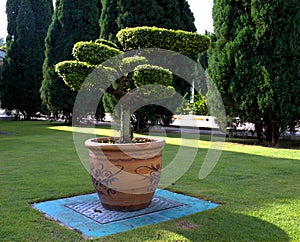 Bonsai tree in a large clay pot