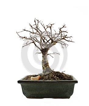 Bonsai tree without leafs