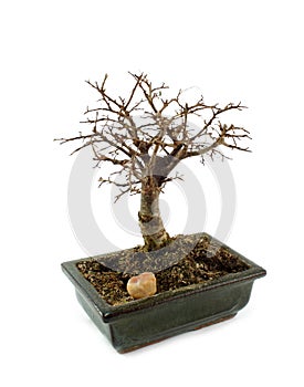 Bonsai tree without leafs