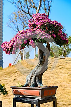 Bonsai tree with lilac chrysanthemum flowers vertical composition