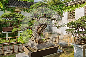 Bonsai tree in the Liu Garden