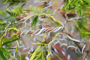 Bonsai tree making process