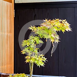 Bonsai tree maple tree, Kyoto, Japan. Copy space for text.