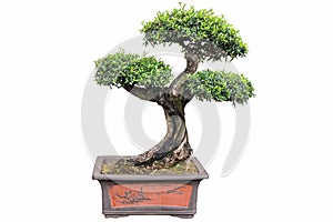 Bonsai tree of olea europaea photo