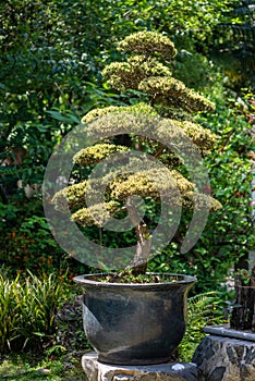 Bonsai tree in a park in China