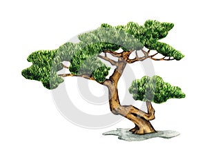 Bonsai tree of Pine isolated on a white background. Small green Bonsai Tree watercolor illustration. Traditional