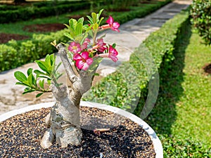 A Bonsai Tree with Pink Desert Rose Flowers