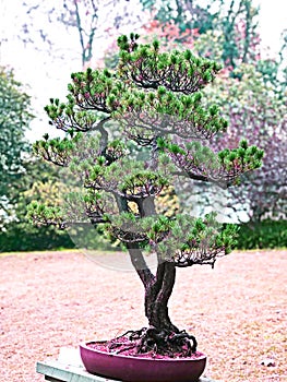 The bonsai tree in pink flowerpot standing in the botanical garden, feeling freshness in the morning. Autumn and winter season.