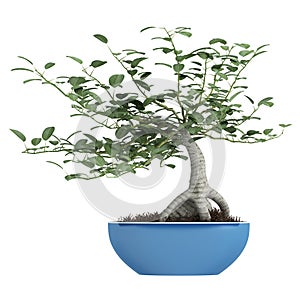 Bonsai tree in a pot