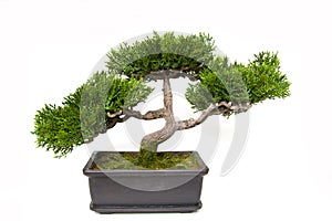 Bonsai tree in a pot photo