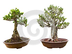 Bonsai tree in a pot. Isolated