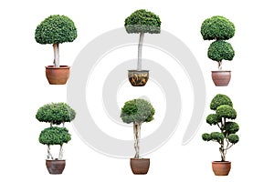 Bonsai tree in pot isolated on white background