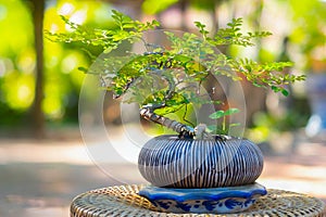 Bonsai tree pot plant with green backyard garden background