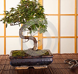 Bonsai tree and pruning shears