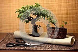 bonsai tree and pruning shears on a bamboo mat
