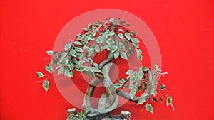 Bonsai tree
