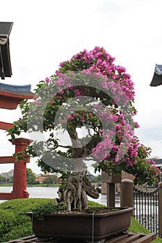 Bonsai tree at Shinto gates at Japanese pavilion at Epcot