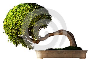 Bonsai tree side view photo