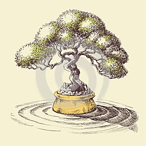 Bonsai tree. Spa and relaxation design