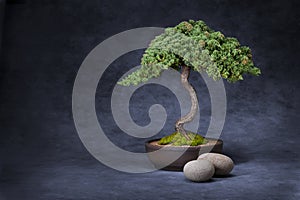 Bonsai Tree And Stones Background photo