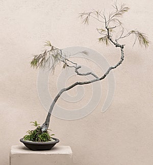 Bonsai Tree with twisted trunk